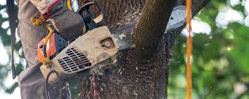 Best Pest Control for Lawns  in Oakwood, OH