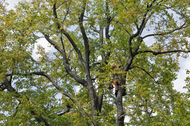 Best Emergency Tree Removal  in Oakwood, OH